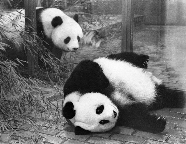 上野動物園の双子パンダ、シャオシャオとレイレイ、1月末に中国に返還へ 約50年ぶりに国内でパンダ不在に