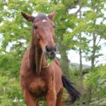 【馬】年7000頭の引退競走馬がほぼ“行方不明”に…保護団体代表が語る「愛された馬たちの最期」とは
