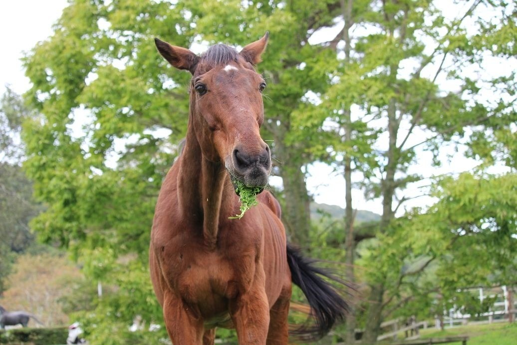 【馬】年7000頭の引退競走馬がほぼ“行方不明”に…保護団体代表が語る「愛された馬たちの最期」とは
