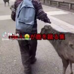 【自民党総裁選】自民・高市氏「シカ発言」で市民団体公開質問状 「ヘイトスピーチの可能性」指摘