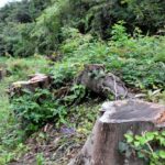 【福岡】両親が植えた樹齢50年超の私有地の木など10本、町が誤伐採 篠栗町