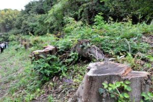 【福岡】両親が植えた樹齢50年超の私有地の木など10本、町が誤伐採　篠栗町