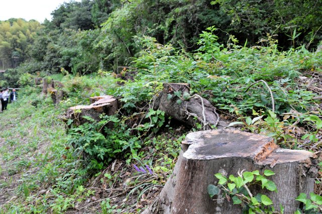 【福岡】両親が植えた樹齢50年超の私有地の木など10本、町が誤伐採 篠栗町