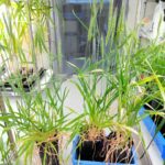 世界初、小麦とトウモロコシの雑種植物が誕生 「トウモロコシコムギ」と名付けられる