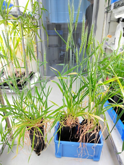 世界初、小麦とトウモロコシの雑種植物が誕生 「トウモロコシコムギ」と名付けられる