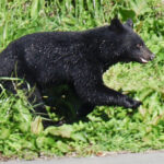 【秋田市】クマ捕獲に1頭当たり1万円の報奨金 公務員ハンターも募集・採用へ