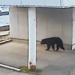 【´･(ｪ)･｀】ハローワーク秋田にクマ　秋田市中心街でクマ出没…朝の通勤時間に歩行者とニアミス