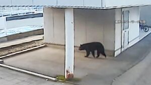 【´･(ｪ)･｀】ハローワーク秋田にクマ　秋田市中心街でクマ出没…朝の通勤時間に歩行者とニアミス