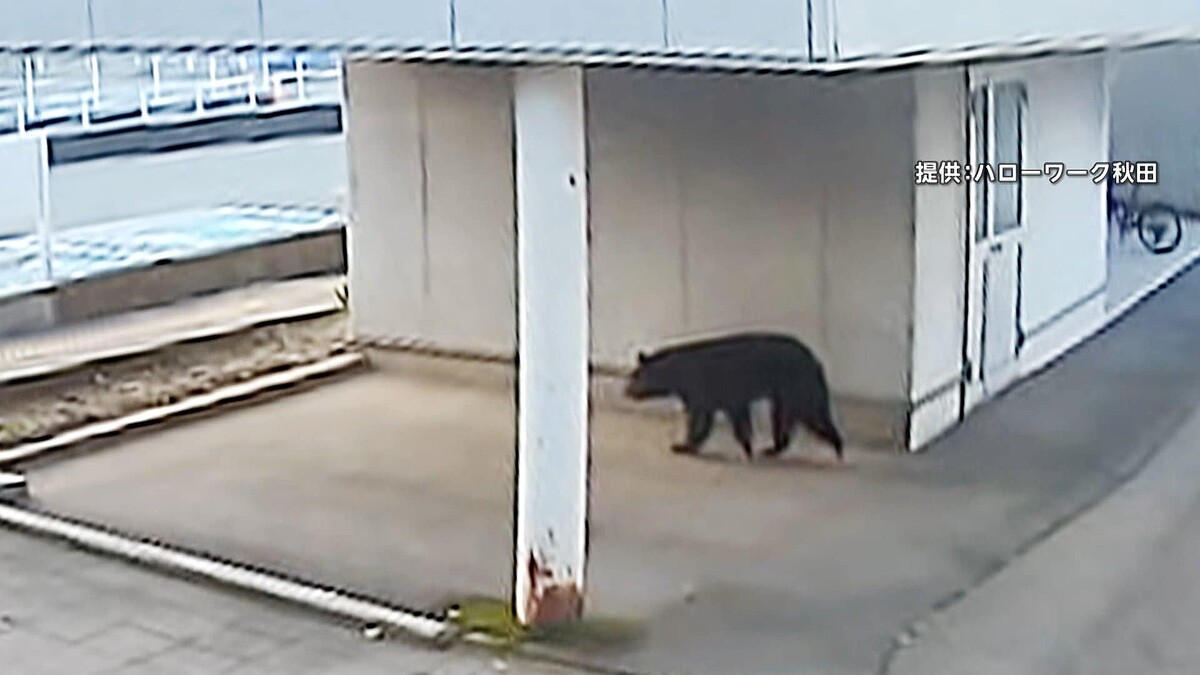 【´･(ｪ)･｀】ハローワーク秋田にクマ　秋田市中心街でクマ出没…朝の通勤時間に歩行者とニアミス