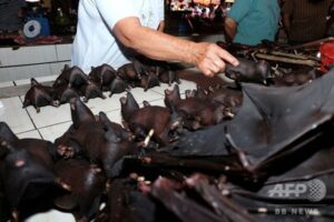 インドネシア首都、狂犬病予防のため犬猫コウモリ肉の販売・食用を禁止へ