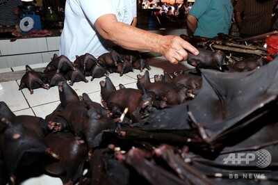 インドネシア首都、狂犬病予防のため犬猫コウモリ肉の販売・食用を禁止へ