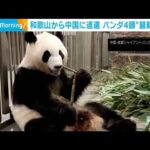 【動画】6月に和歌山から返還のジャイアントパンダが中国で公開される 「良浜」「結浜」「彩浜」