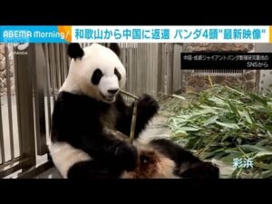 【動画】6月に和歌山から返還のジャイアントパンダが中国で公開される 「良浜」「結浜」「彩浜」