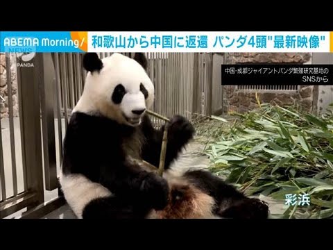 【動画】6月に和歌山から返還のジャイアントパンダが中国で公開される 「良浜」「結浜」「彩浜」