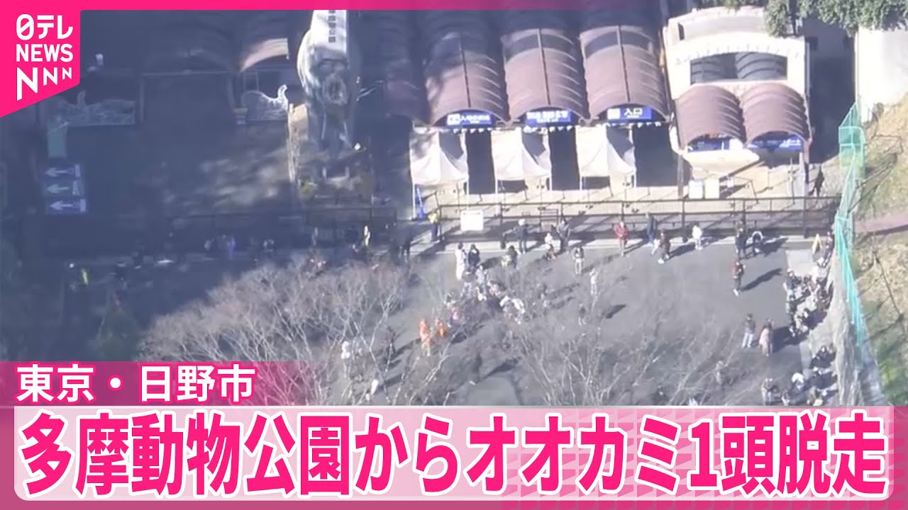 【東京】多摩動物公園からオオカミが脱走　けが人情報なし