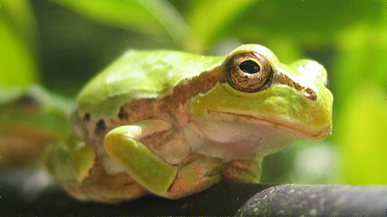 【朗報】がんを死滅させる細菌をアマガエルから発見 注射1回で腸の腫瘍完治 特効薬となる可能性