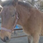 【山梨】4歳女児が餌やり体験で馬に指をかみ切られ切断、施設運営の男を書類送検…