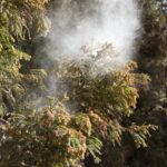 花粉症の悩みを解消する方法：遺伝と生活環境の影響