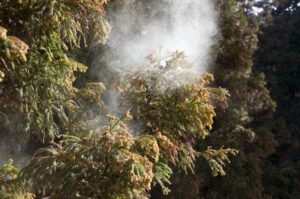 花粉症の悩みを解消する方法：遺伝と生活環境の影響