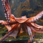 【北大】白亜紀のタコ、なんと全長最大19m　「どう猛。食物連鎖の頂点」