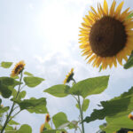 光泉カトリック高（滋賀県草津市）でアイスホッケーの試合で頸髄損傷　自力歩行不能も救急車呼ばず、今も後遺症　