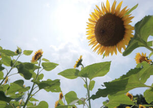 光泉カトリック高（滋賀県草津市）でアイスホッケーの試合で頸髄損傷　自力歩行不能も救急車呼ばず、今も後遺症　