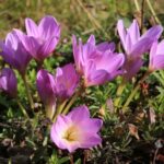 【札幌】自宅に観賞用に植えていた有毒植物・イヌサフランをギョウジャニンニクと誤認し調理して食べた70代女性が死亡　