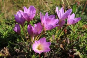 【札幌】自宅に観賞用に植えていた有毒植物・イヌサフランをギョウジャニンニクと誤認し調理して食べた70代女性が死亡　