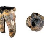 約6万年前、ネアンデルタール人は石器で虫歯を削って治療していた…