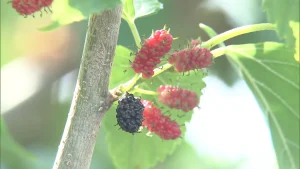 【東京】多摩川河川敷の桑の実を食べた小学生5人が腹痛など訴え救急搬送　世田谷区