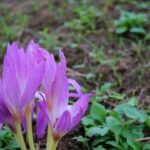 【旭川市】有毒植物「イヌサフラン」を「ギョウジャニンニク」と間違えて食べた80代男性が自宅で死亡…