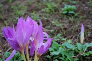 【旭川市】有毒植物「イヌサフラン」を「ギョウジャニンニク」と間違えて食べた80代男性が自宅で死亡…