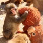 サルの「パンチ」飼育の市川市動植物園のサル山に着ぐるみ男侵入、逮捕