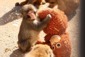 サルの「パンチ」飼育の市川市動植物園のサル山に着ぐるみ男侵入、逮捕