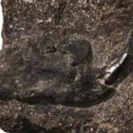 【鹿児島】8000万年前の新種哺乳類化石を発見