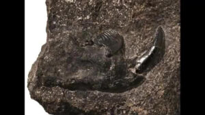 【鹿児島】8000万年前の新種哺乳類化石を発見