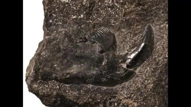 【鹿児島】8000万年前の新種哺乳類化石を発見