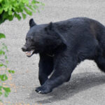【動画】福島の工場にクマが侵入し従業員が襲われる瞬間の映像