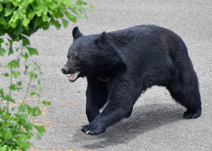 【動画】福島の工場にクマが侵入し従業員が襲われる瞬間の映像