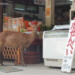 【奈良】「鹿せんべい」の売り切れ相次ぐ　背景に「海外からの観光客で需要増・シカの頭数増」　さらに…