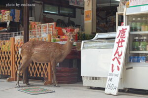 【奈良】「鹿せんべい」の売り切れ相次ぐ　背景に「海外からの観光客で需要増・シカの頭数増」　さらに…